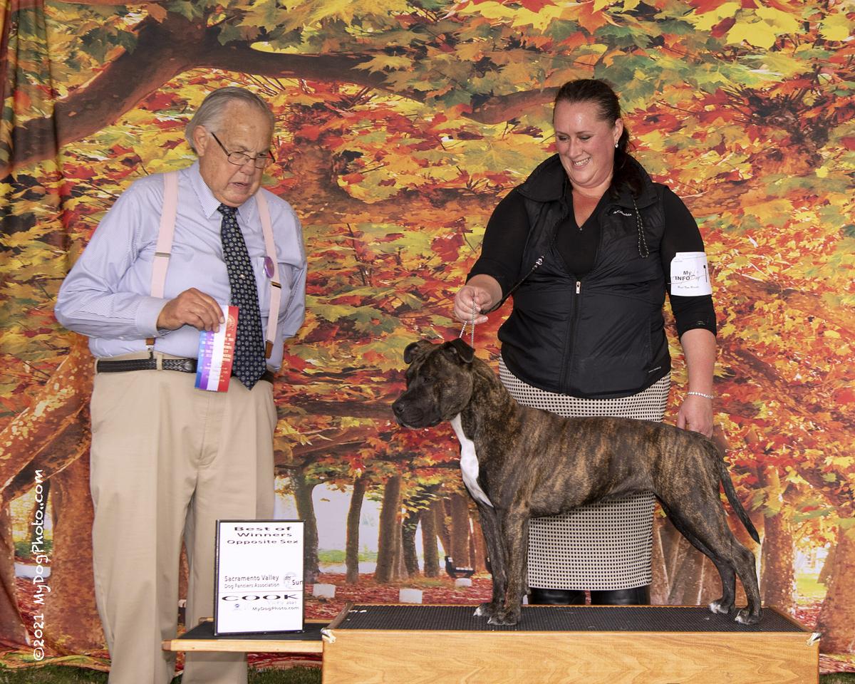 AKC CH Ironstone's Wicked Moon Rising