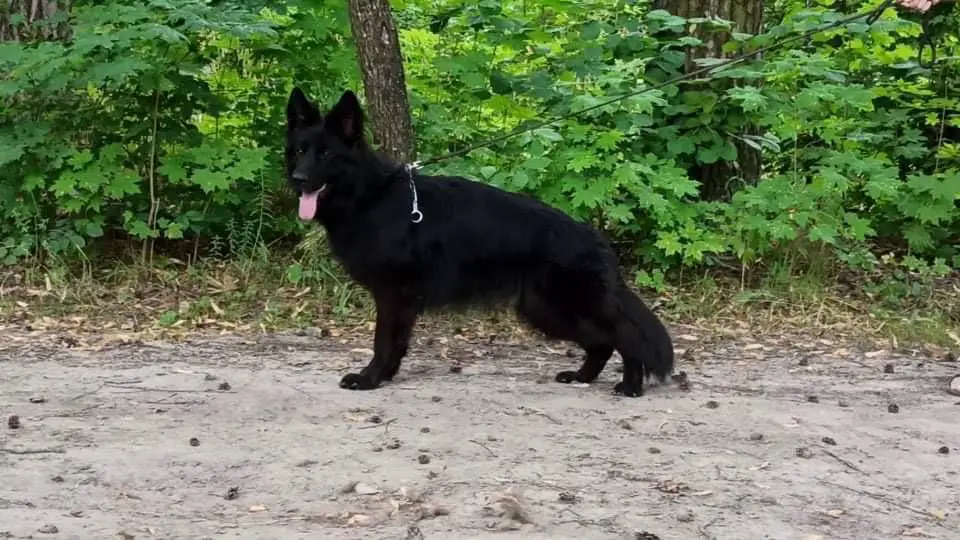 De Orse Mak Flai Zhritsa