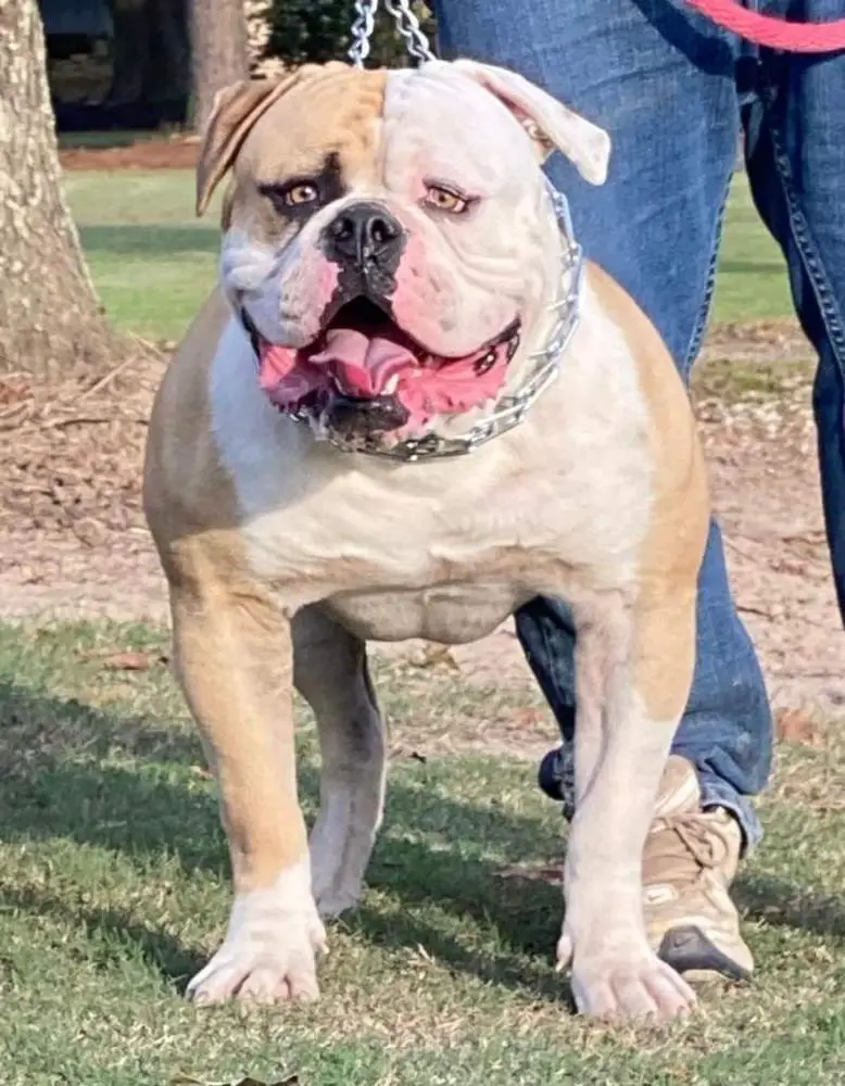 Cajun Country's San Man of West Texas