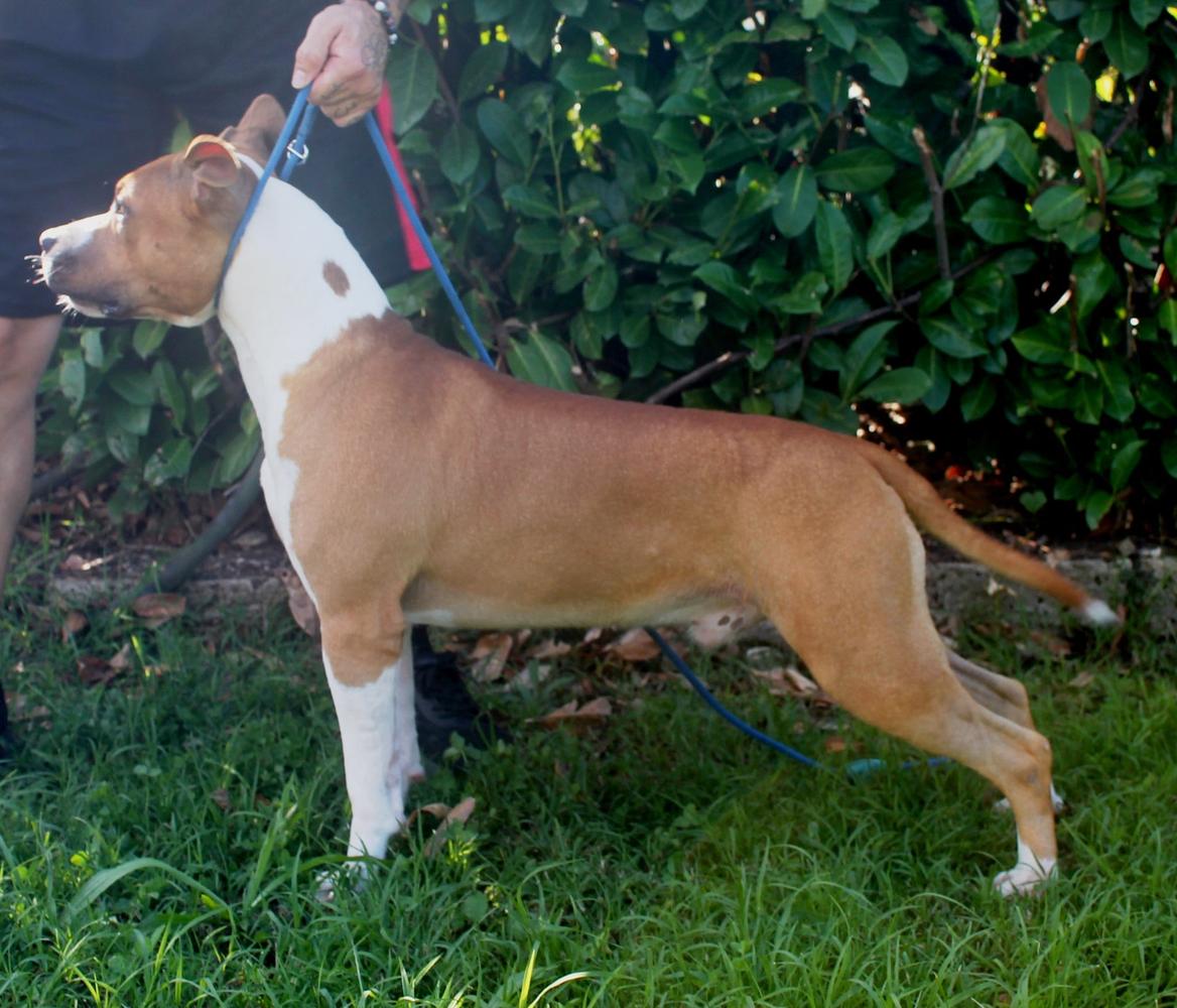 Mythos Ruffian Joannidis