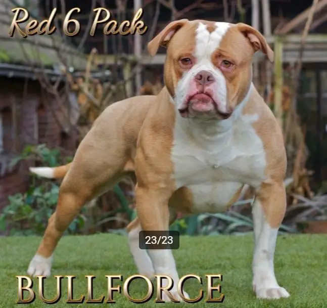 Bullforce Red 6 Pack