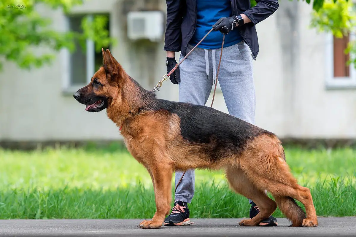 CH RUS, CH RKF Rus Gerts Adell MILEDI