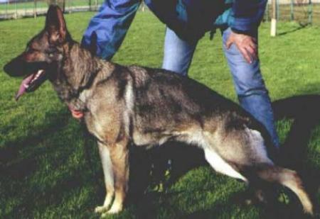 Josy vom Grimberger Schloß