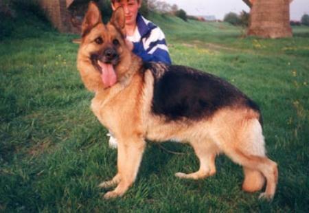 Lessy vom Zellwaldrand