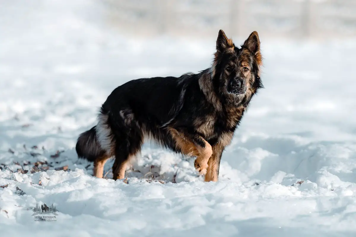 Ziva Leśna Wataha PL