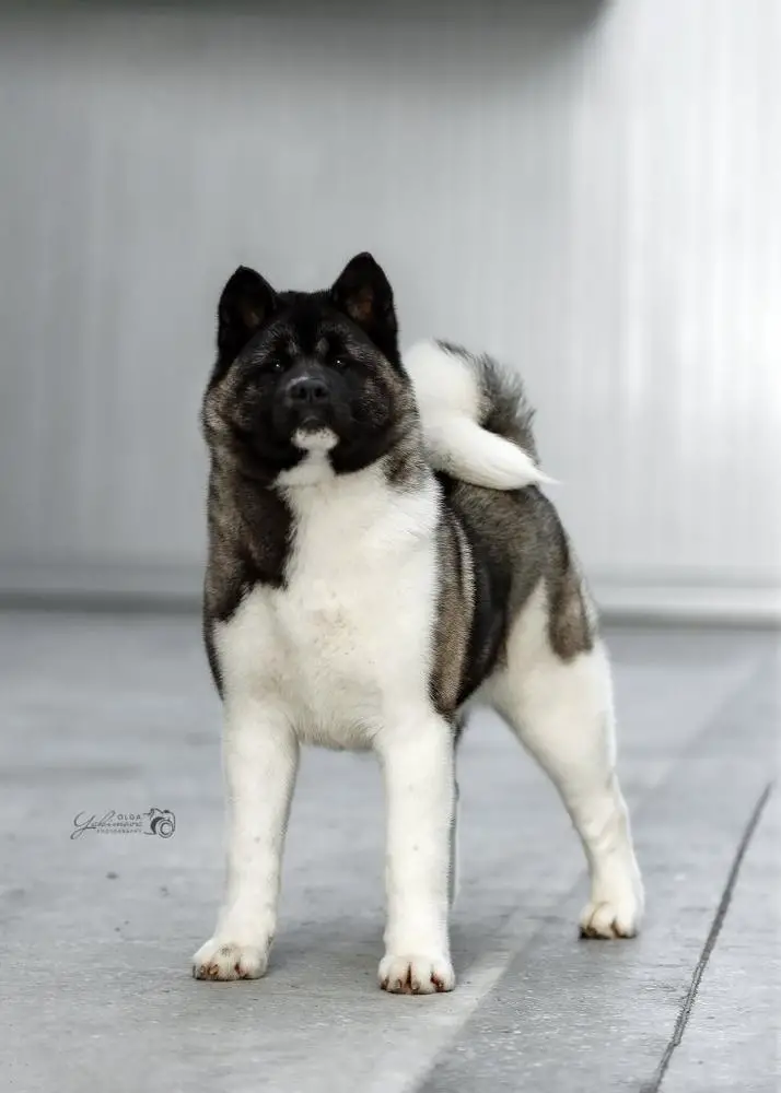 RUS/RKF CH Zhbanof Yarika Mistress Of Soul