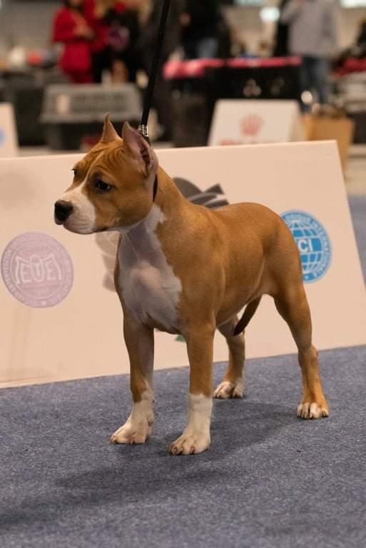 ICH,HJCH,.HCH, HSCH,RO CH, SRB CH, RO GRCH Dorothy of Sweet Gangland