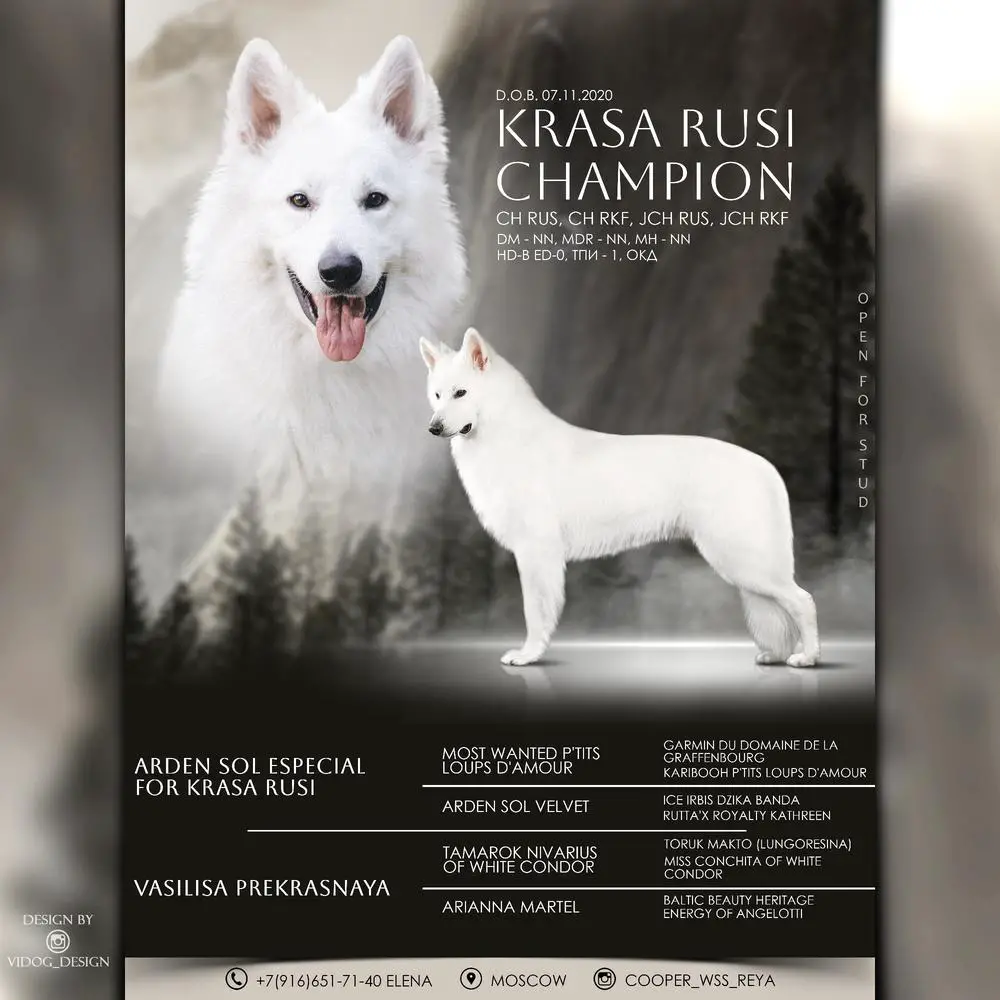 Rus CH Krasa Rusi Champion