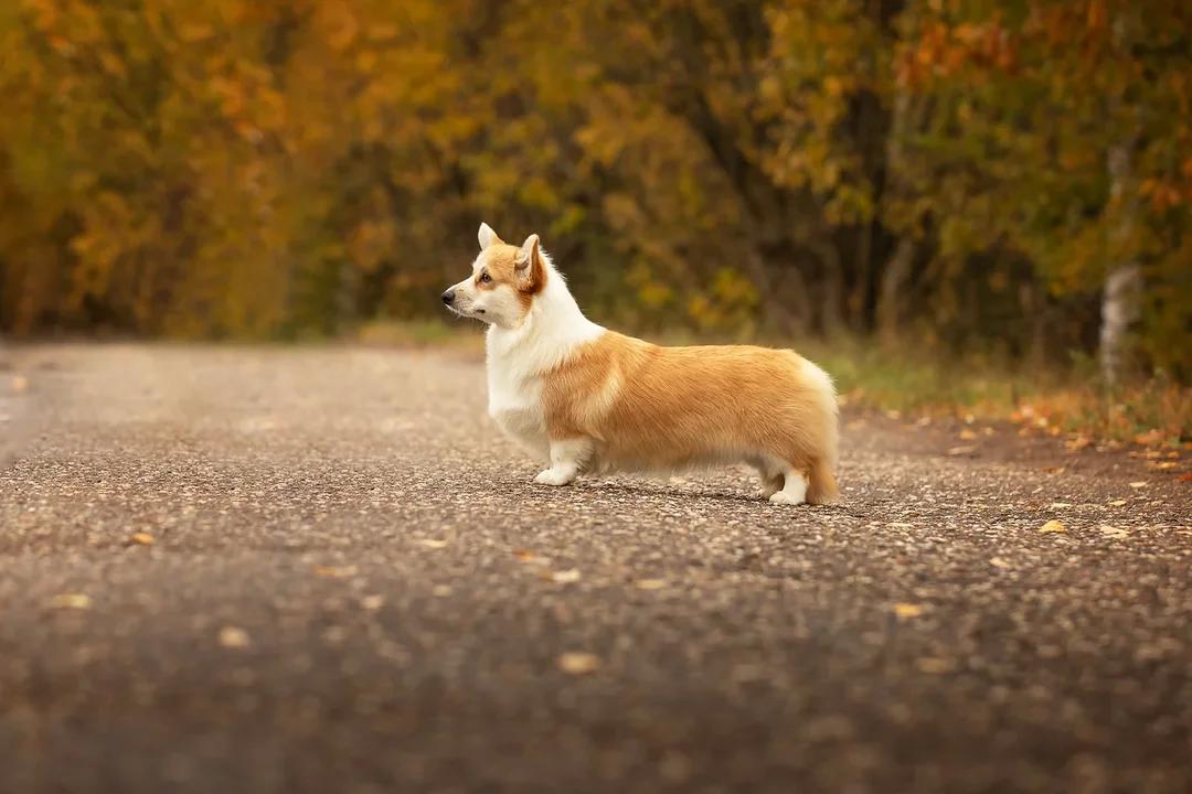 Dragonjoy Power Of Love