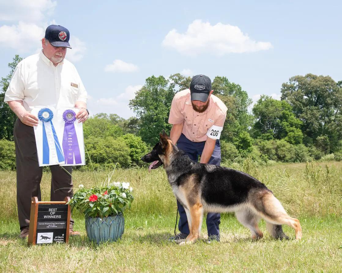 CH Todorhaus Mojave’s Gypsy