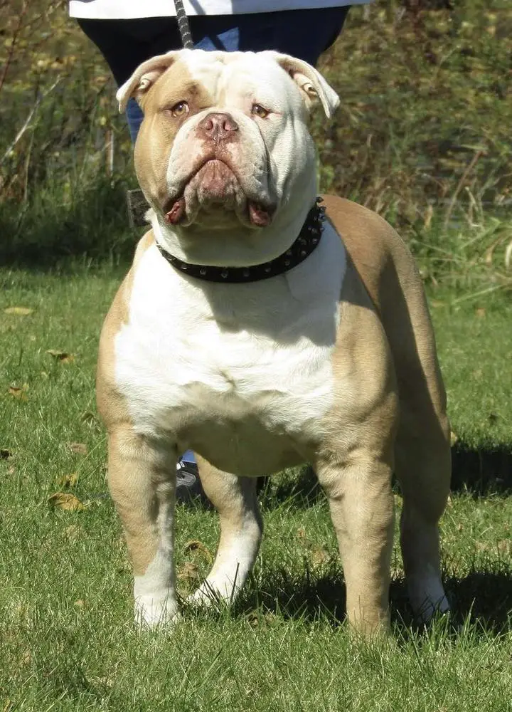 OVB's Khan of Bulldawg Battalion