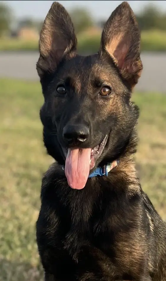 Polka Dot Von Crown H