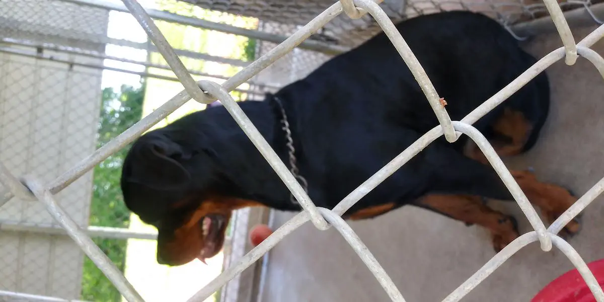 Elioenai Vom Haus Gold Hill