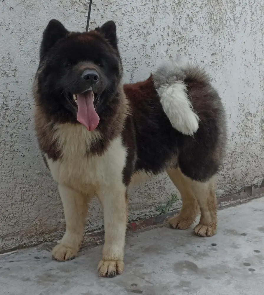 Morita kuma hunter kennel a song of ice