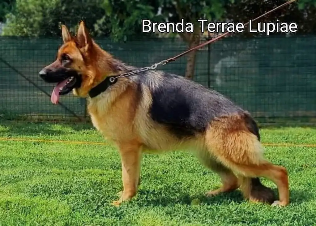 Brenda Terrae Lupiae
