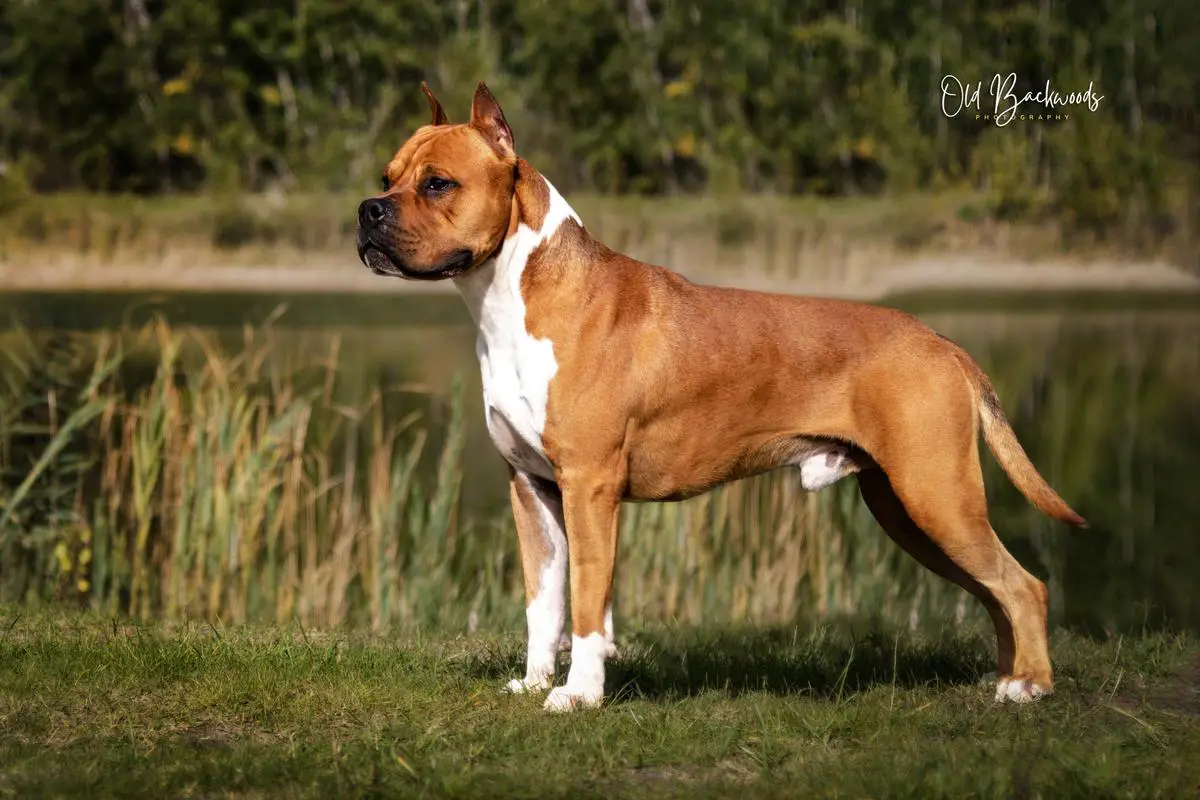 Nardai Hurrikan The Yale Old Backwoods