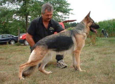 V Calla von Pallas Athene