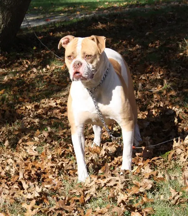 Secrest's Molly