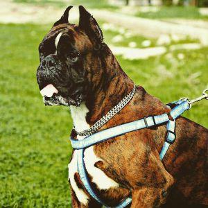 DELLA MONTE KLIO KEYLO