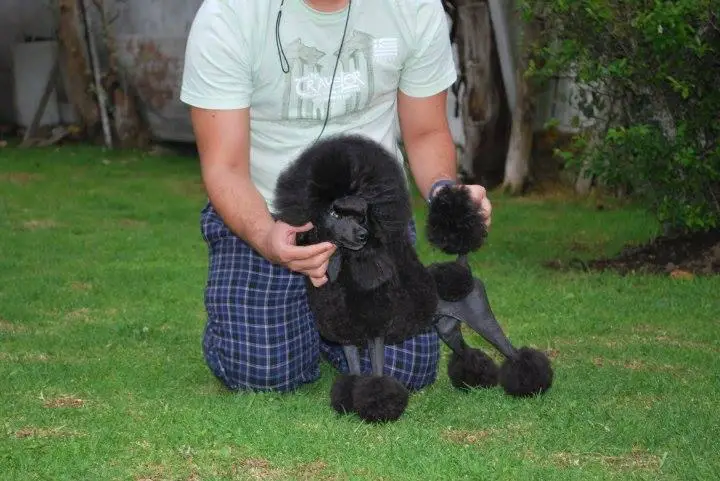 DEL ZARZOSO SIN BANDERA