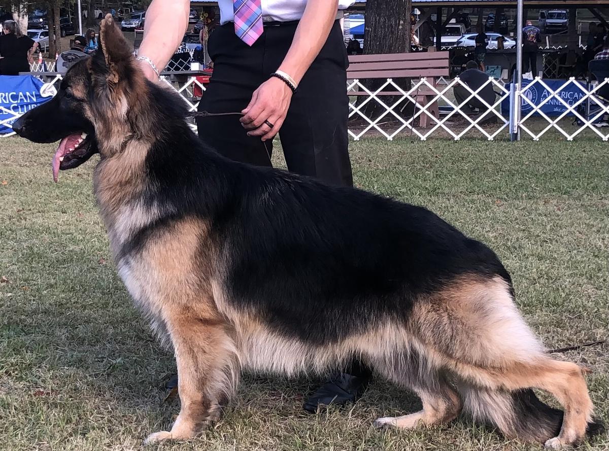 WDR Jack Vom Furstenhund