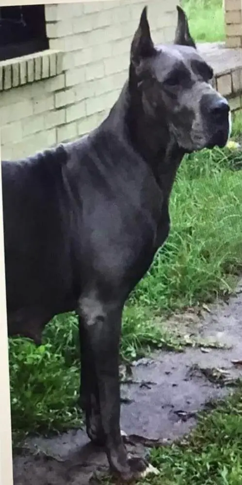 FSGD's Mayhem "Jumpin Bail And Raisin Hell"