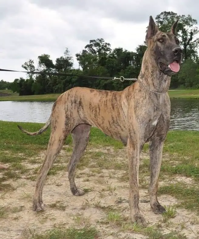 Arlow Of Gandolphs Legend At The King's Guardian