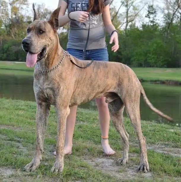 Royal Palace Achilles Of The King's Guardian