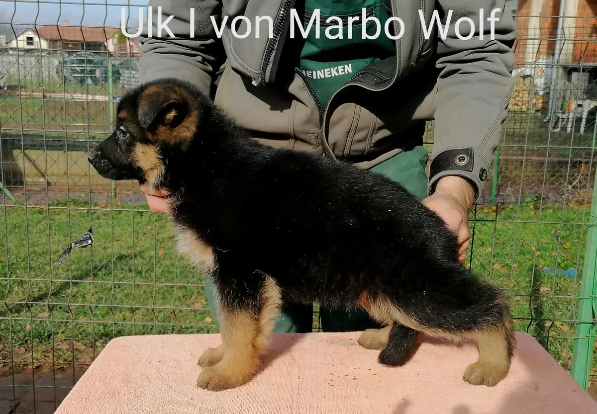 Ulk I von Marbo Wolf