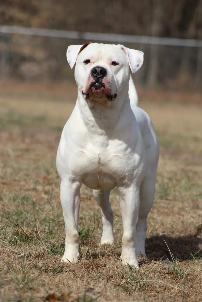 NKC Grand Champion Blevins' Gatling Gunner of FaithFullBull Kennel