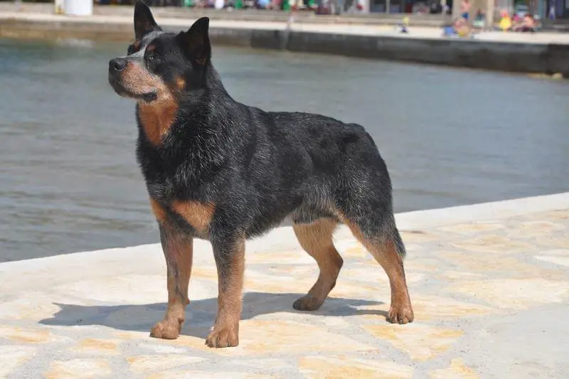 BISS MULTI CH Banana Bender Ba Ba Baciami Piccina