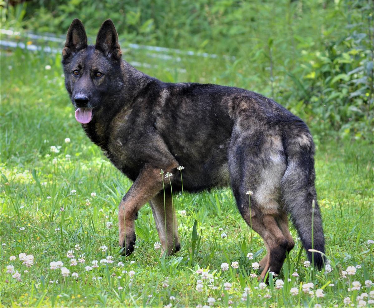 Odyssey Vom Sequoyah Haus