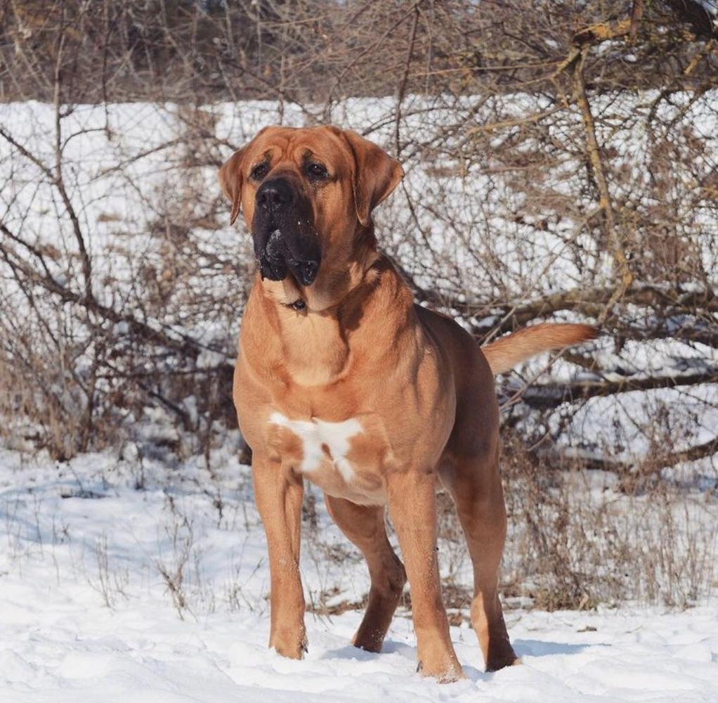 JCh UA, J Grand Ch Ua, CH UA, Top Dog Tosa UA’19, BIG, BIS Oscar King Yokozuna Yusha