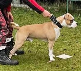 Annicanina's Massimo