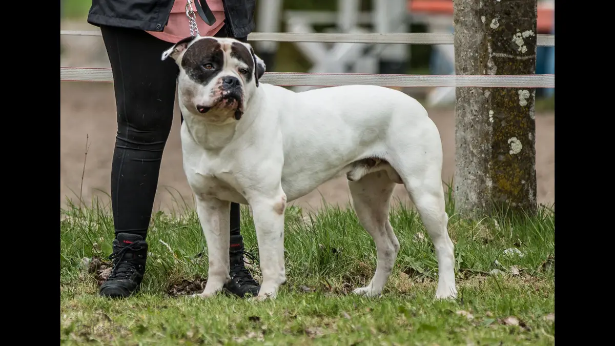 CH White Defense Alcapone