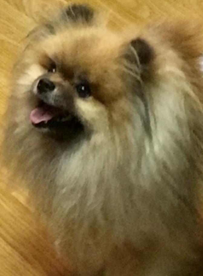 Park Avenues Too Gee