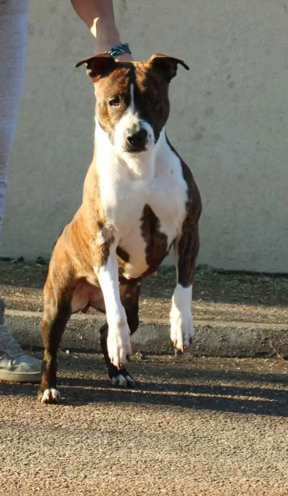 Pakita du temple de gaia