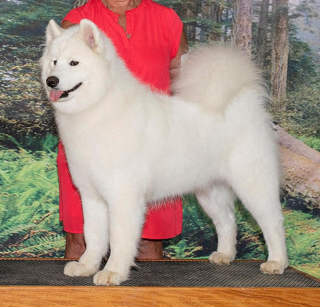GCH Snowater's Special Attraction of Moonshadow