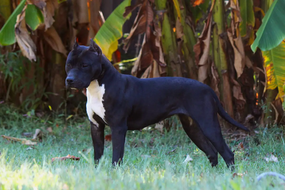 AKCCH/UKC GRCH Ohanas Watch It Burn