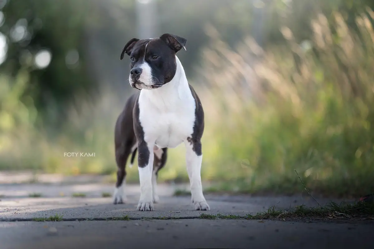 Sfora Krystiana (FCI) MARVEL