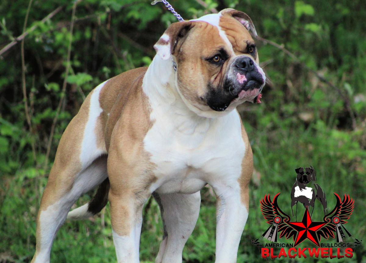 UKC Champion Blackwell's The Ranch "Rooster"