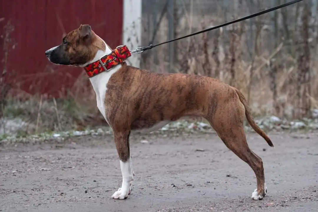 Sticky Wicket's Feeling Death Proof