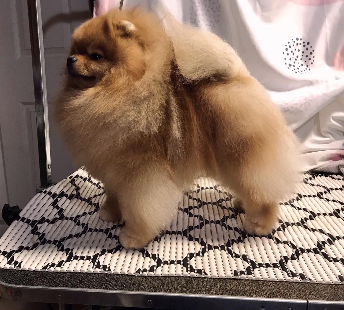 MBPIG Can. Champion Solar Smile Keeper Jason