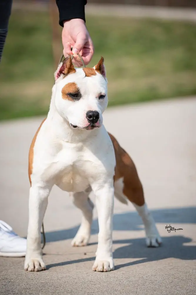 JCh JC Ring Angels Joker