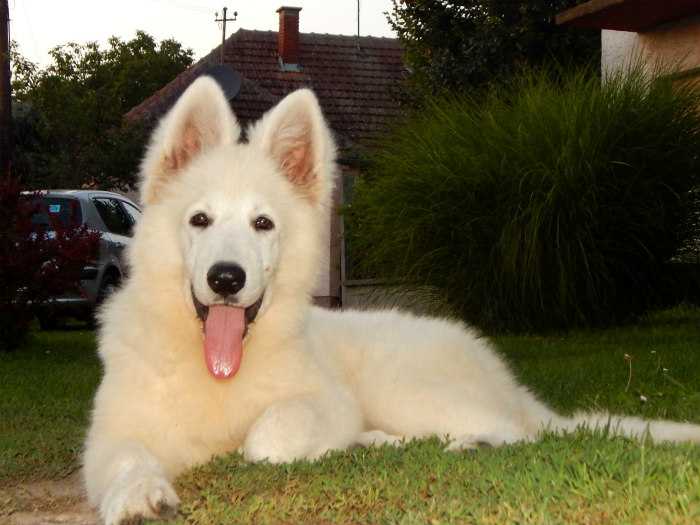 Quanto Sivacki Biser