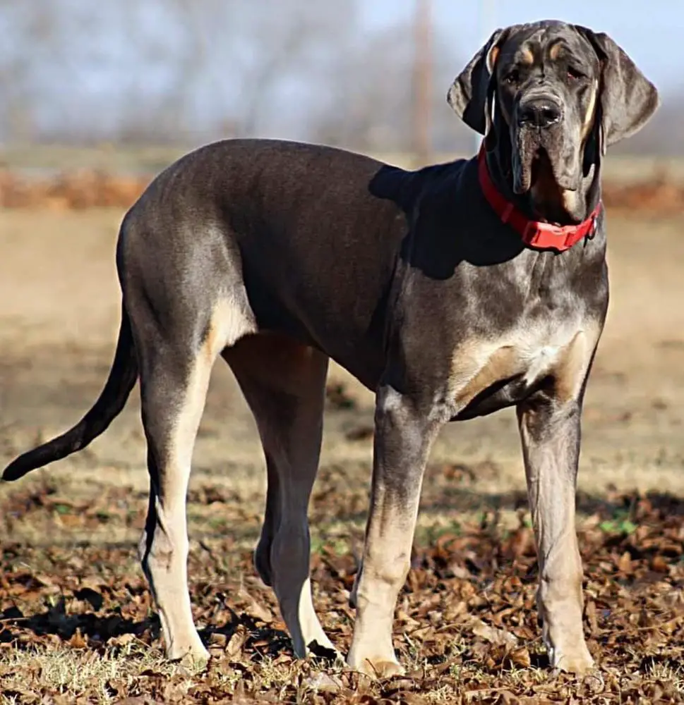 Ethereal's Romancing Juliet Of Bates Great Danes