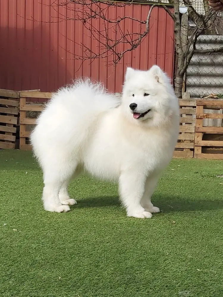 Hun JCh, Ch Lovely Snow Diamonds Candice of Chaplinn