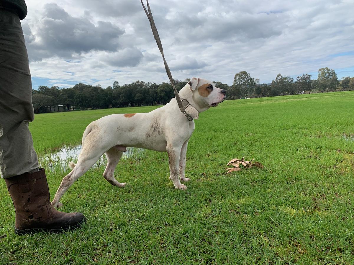 Pedigree American Bulldogs Australia "Oden 2"