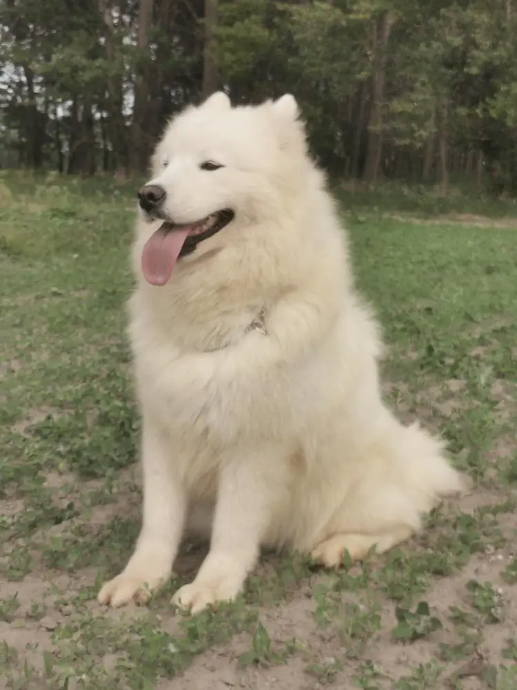 Snezhnoe Ocharovanie Bridget