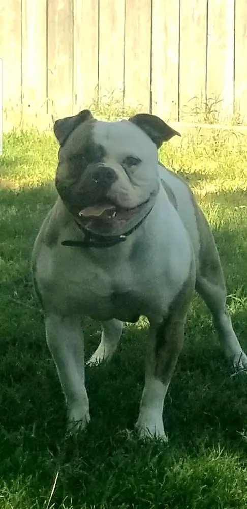 Roseville American Bulldogs Lola of Vergara Bulls